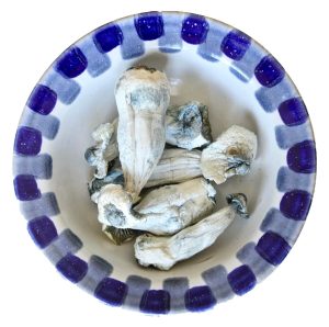 Albino Penis Envy Magic Mushrooms