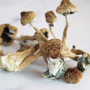 Psilocybe Azurescens